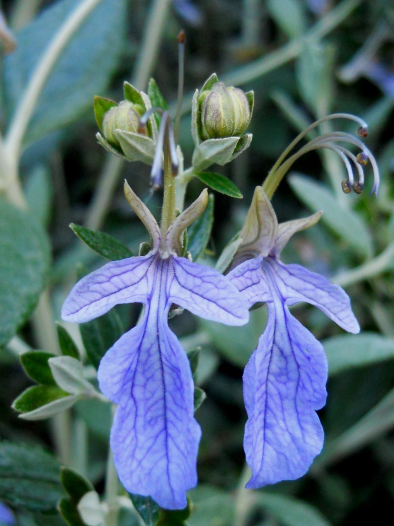 Teucrium fruticans